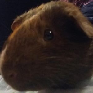 Meet your Posher, Alissa